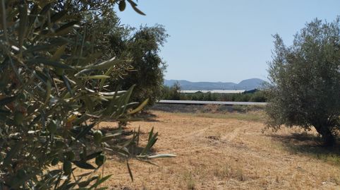OLIVAR DE 3,5 HECTAREAS A PIE DE CARRETERA