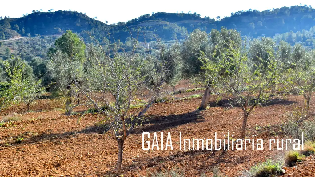 Terreni e lotti in vendita a Maella, imagen 4
