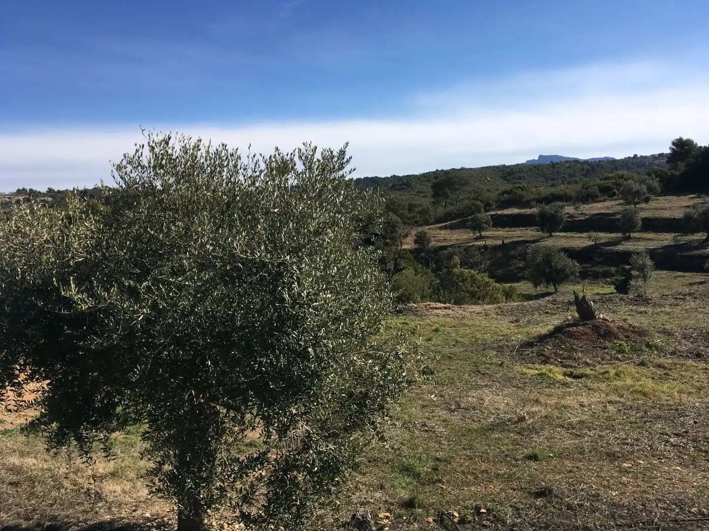 Rural land for sale in Carrer de Sant Pere 2, imagen 7