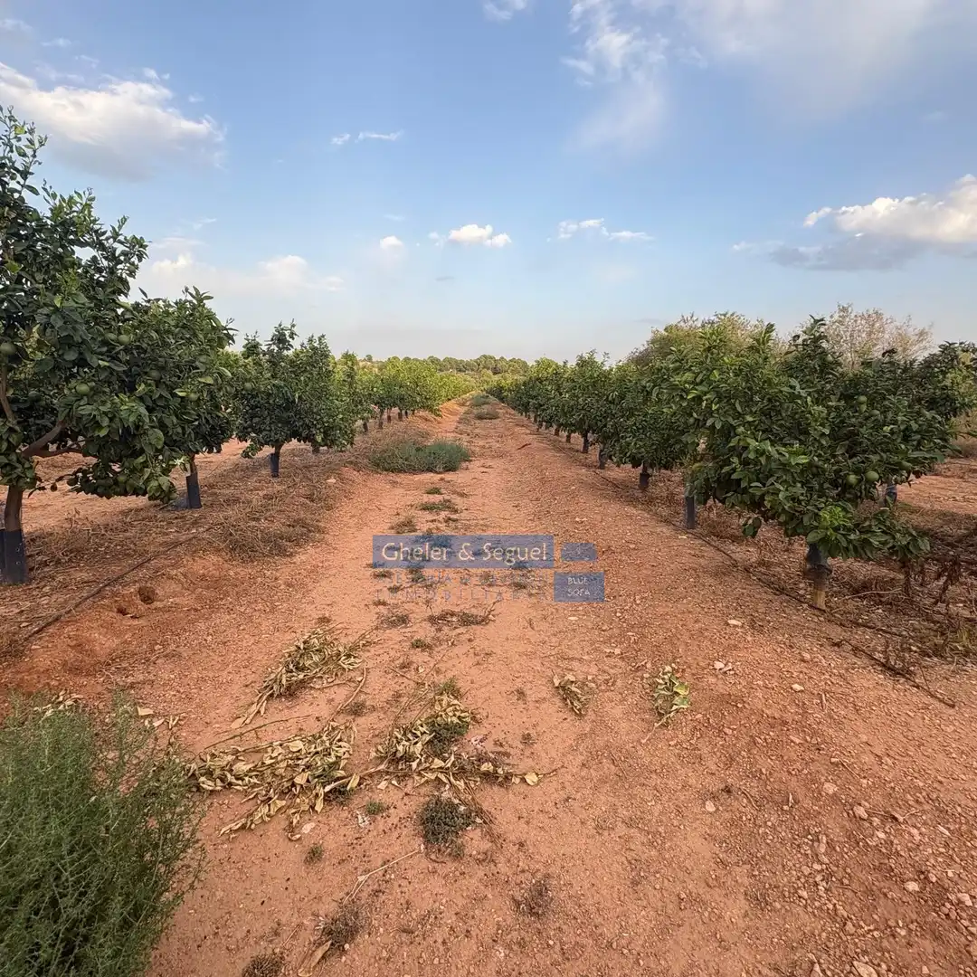 Terrenos y solares en venta en Algímia de Alfara, imagen 20