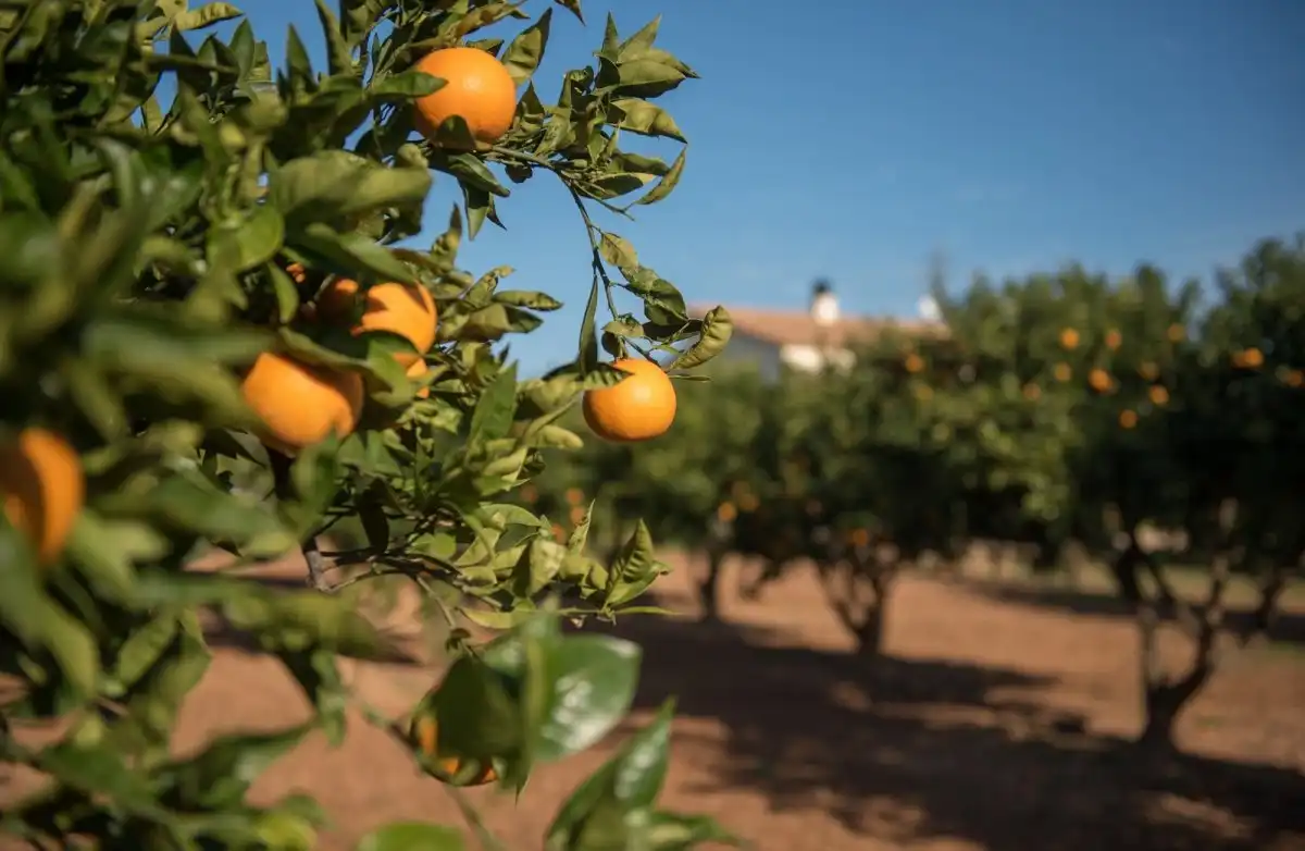 Jardí de Finca rústica en venda en Roda de Berà amb Aire condicionat, Calefacció i Jardí privat