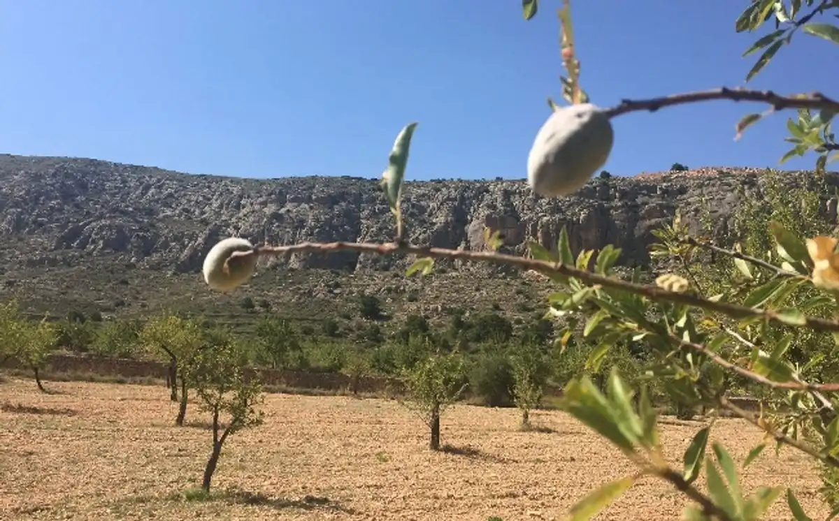 Terreny rústic en venda a Ctra. Algueña, imagen 11