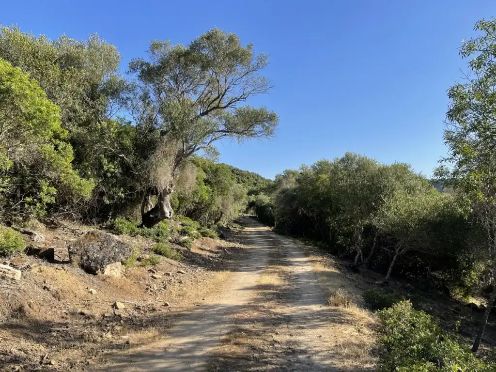 Exterior view of Country homes for sale in Castellar de la Frontera  with Private garden