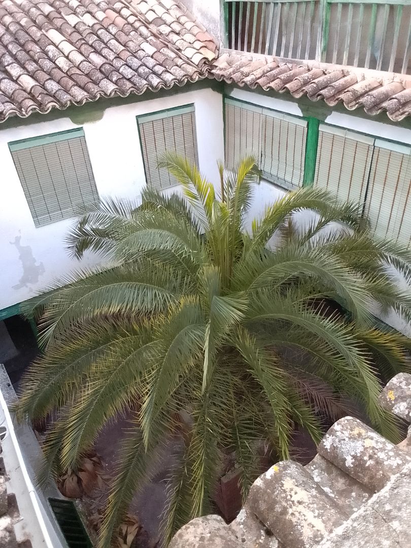 Garden of Country house for sale in Ocaña  with Private garden