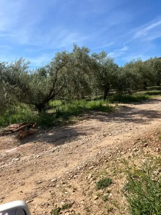 Terreny rústic en venda a Puente Genil, imagen 6