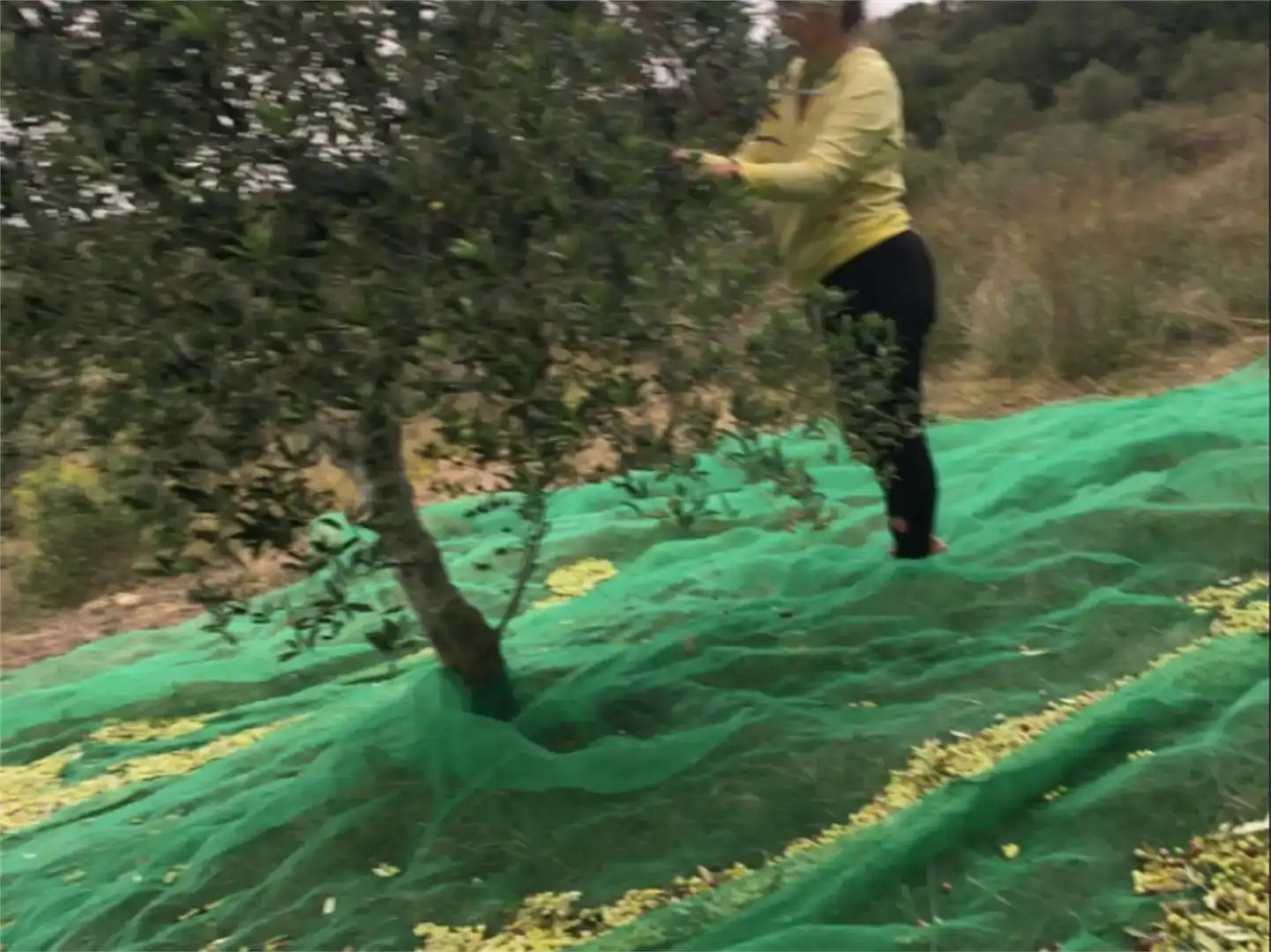 Jardí de Finca rústica en venda en Salomó