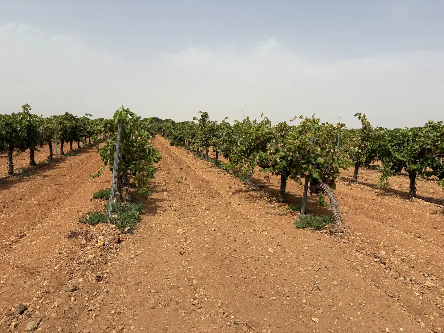 Terreno rustico in vendita a N/A, imagen 9