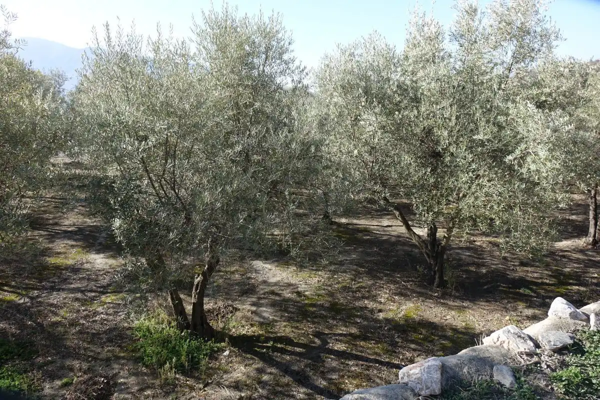 Rural land for sale in Órgiva, imagen 2