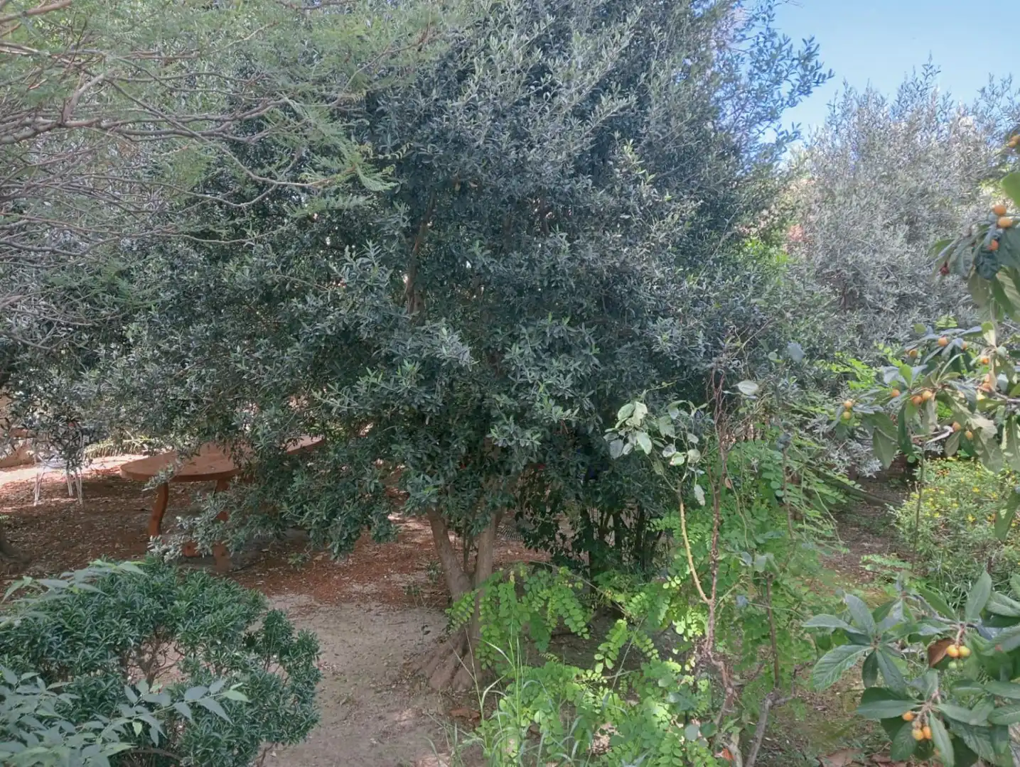 Maison avec jardin à vendre à Santa Isabel - Movera, imagen 32
