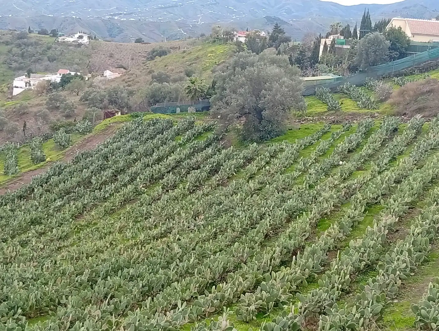 Terreni e lotti in vendita a Vélez-Málaga ciudad, imagen 21