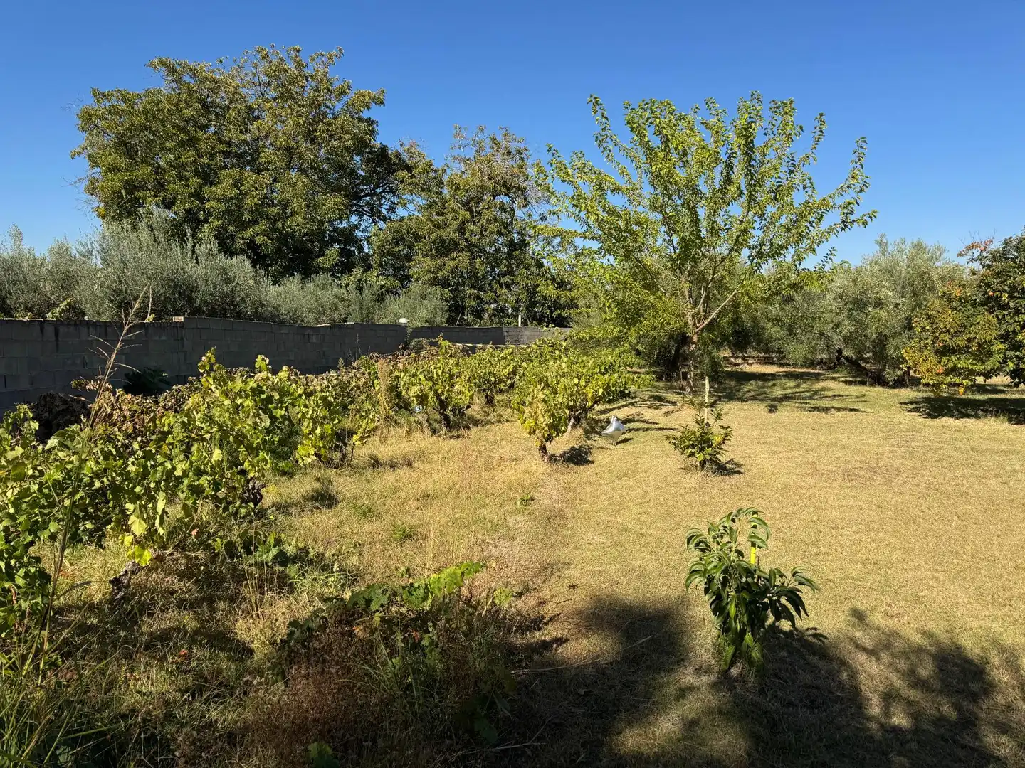 Maison avec piscine à vendre à CARMEN MORCILLO 74, imagen 15