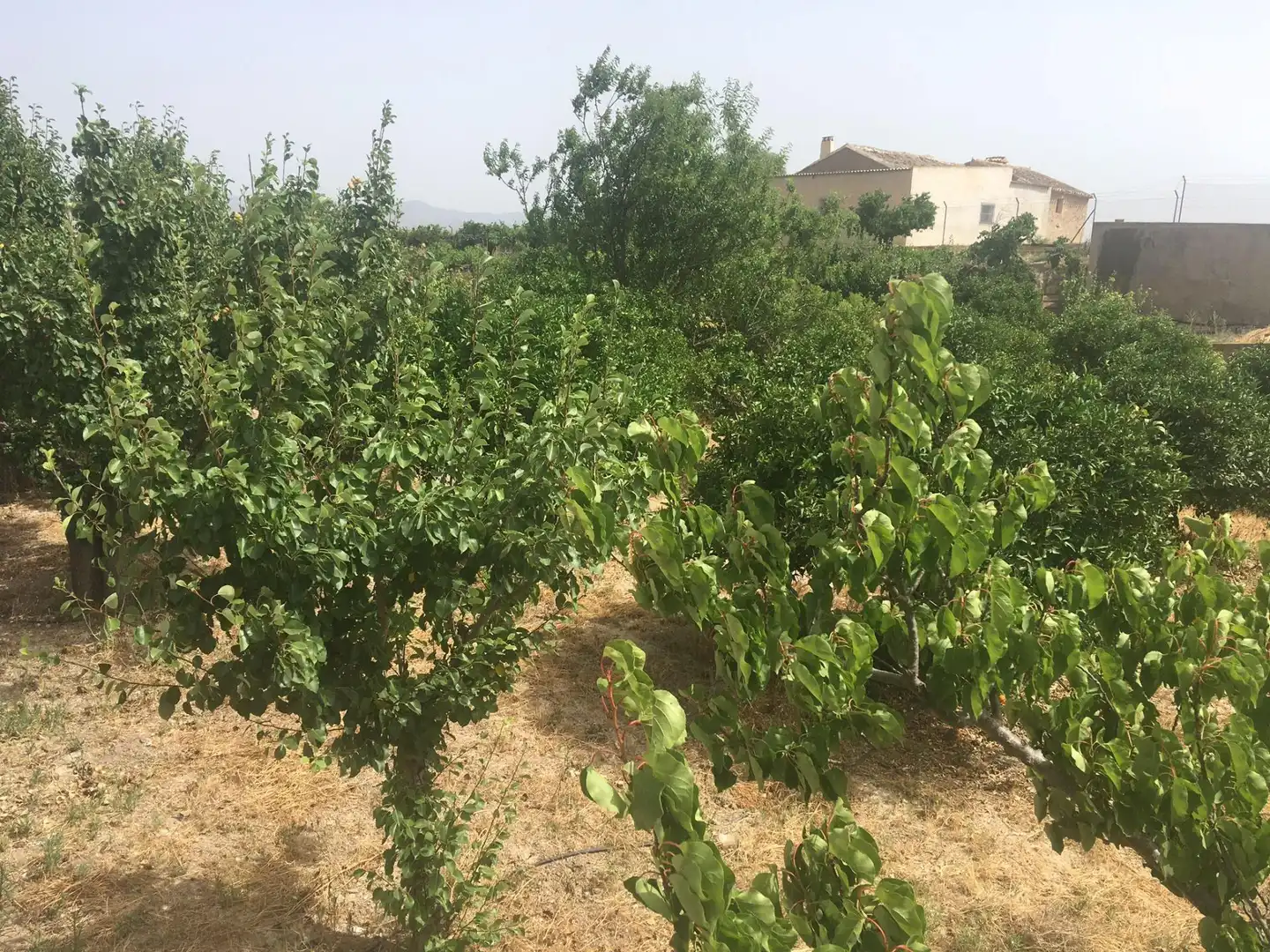 Country house zum Verkauf in Lorca mit Privatgarten und Schwimmbad