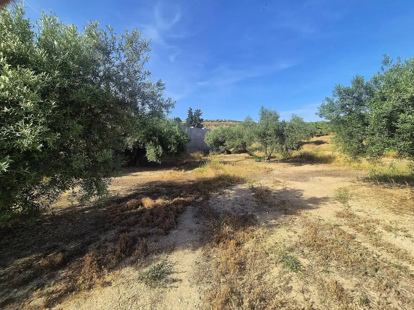 Terreno rústico en venta en Salar, imagen 7