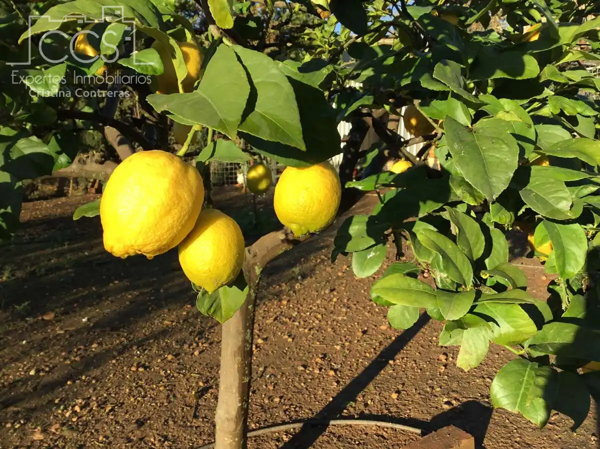 Jardí de Casa o xalet en venda en Sevilla amb Aire condicionat, Traster i Piscina