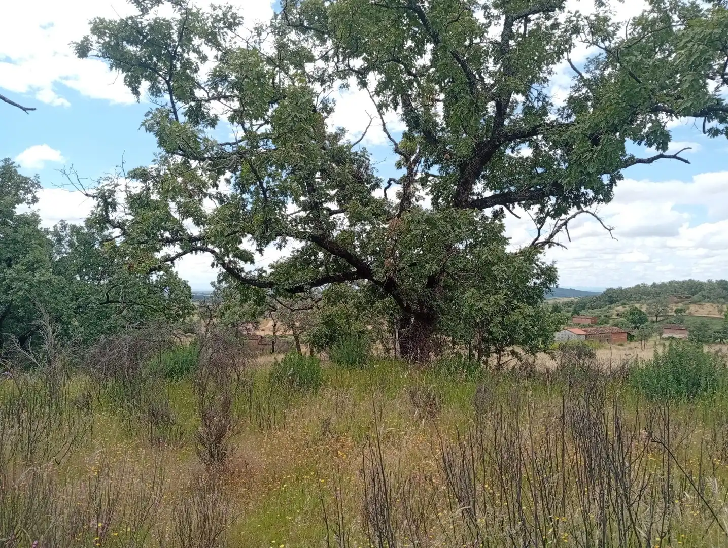 Terreni e lotti in vendita a Villanueva de la Vera, imagen 90
