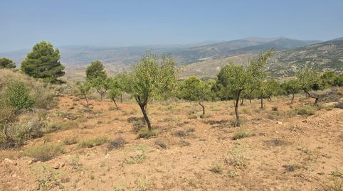 Terreno rústico en Alcolea  10.839 m2 en plena Alpujarra Almeriense