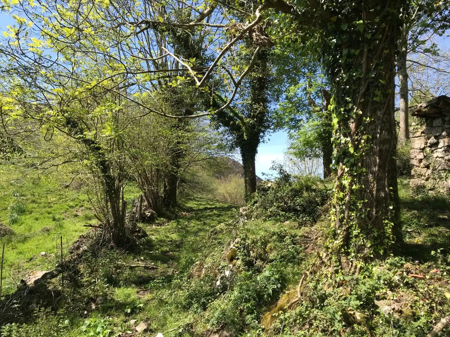 Terreno rustico in vendita a Cangas de Onís, imagen 19