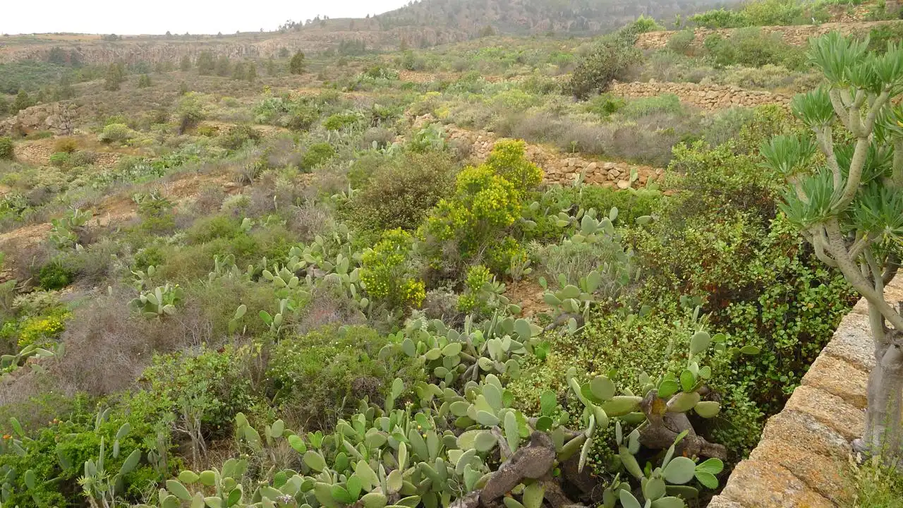 Terreny en venda en Granadilla de Abona