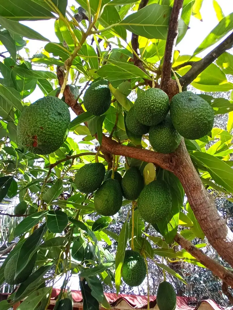 Jardí de Casa o xalet en venda en Santa Brígida amb Jardí privat, Terrassa i Traster