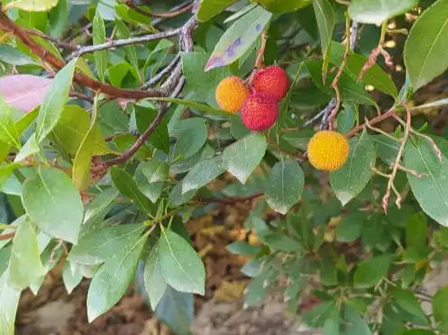 Jardín de Terreno en venta en Villanueva de la Concepción