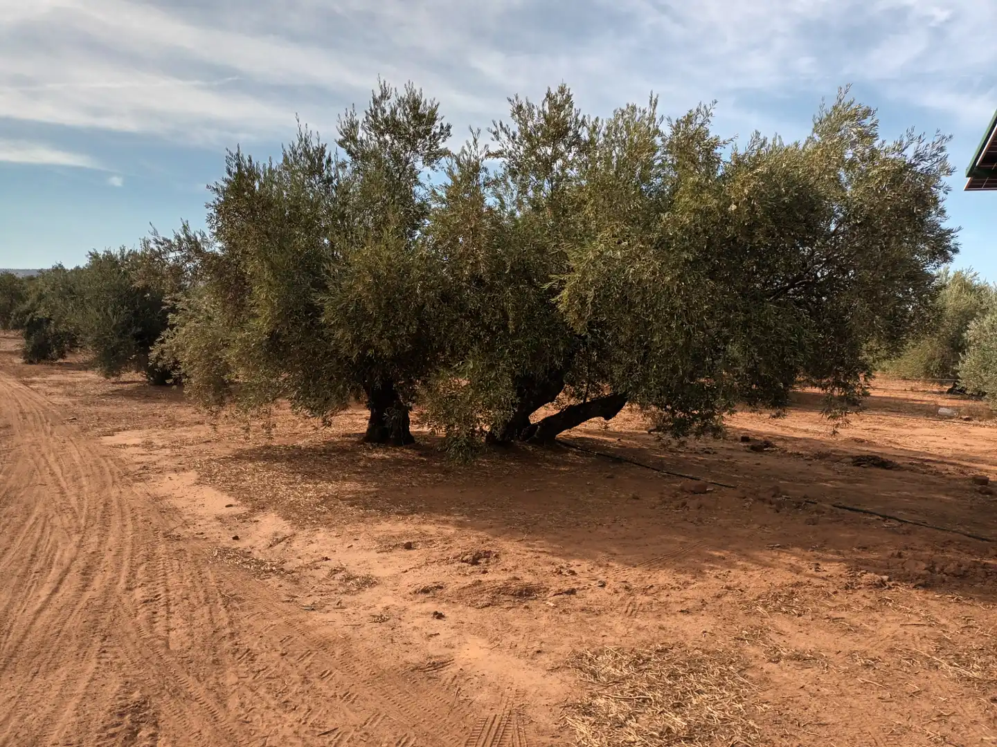 Land for sale in Arquillos