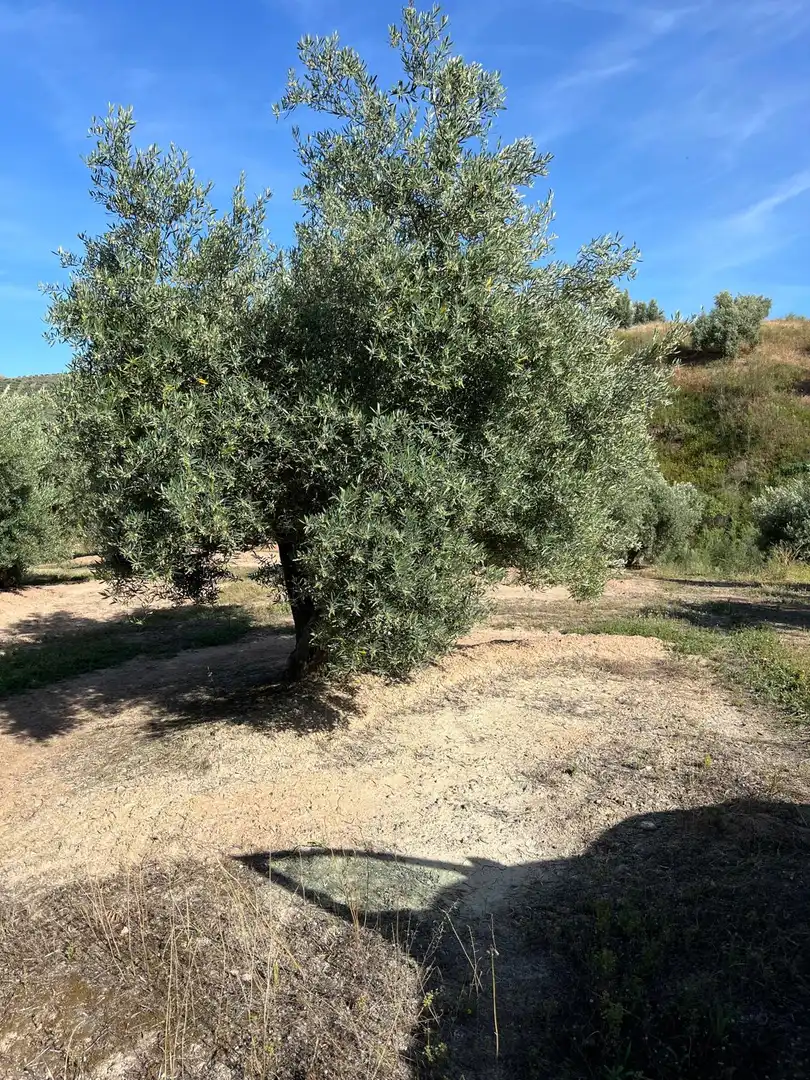 Terrenys i solars en venda a Fuente-Tójar, imagen 2