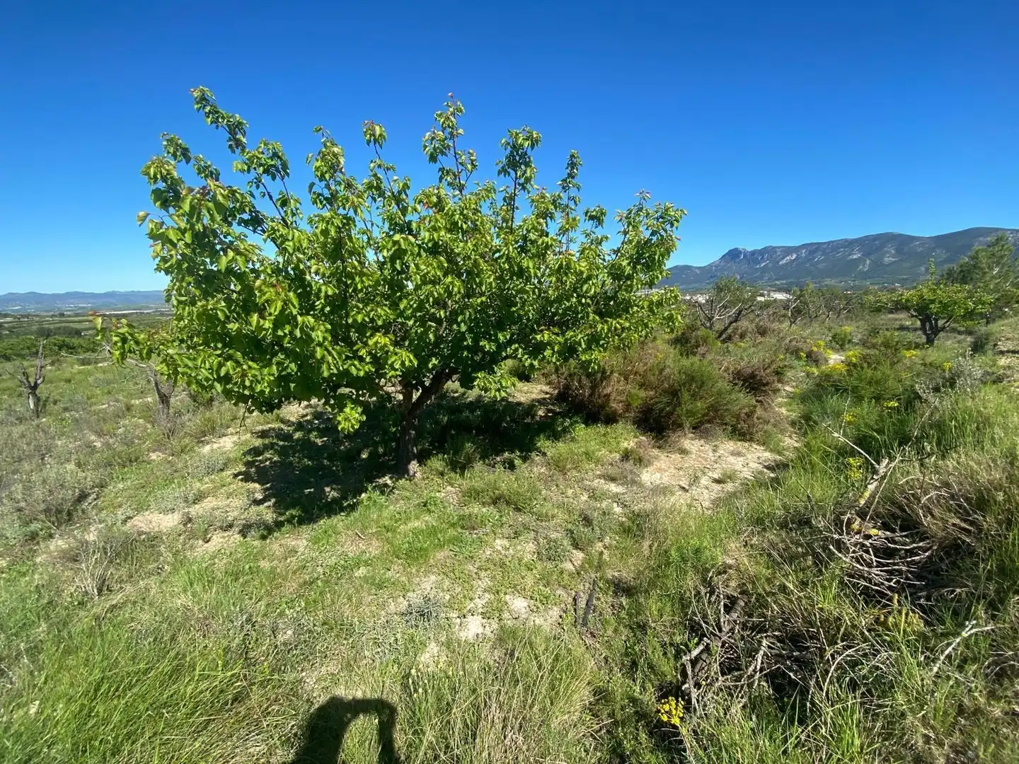 Wohnbaugrundstück zum Verkauf in El Palomar, imagen 8