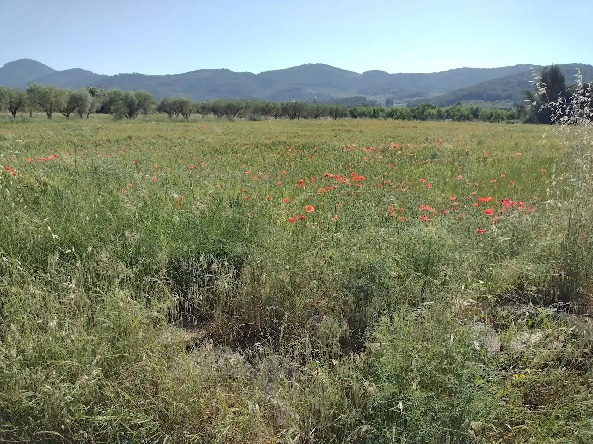 Finca rústica en venda a N/A, Atzeneta del Maestrat