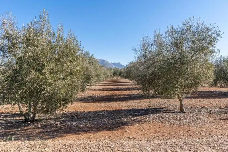 Terreni e lotti in vendita a PAGO CORTIJO DE LAS MONJAS POLIGONO 1 PARCELA 193, imagen 3