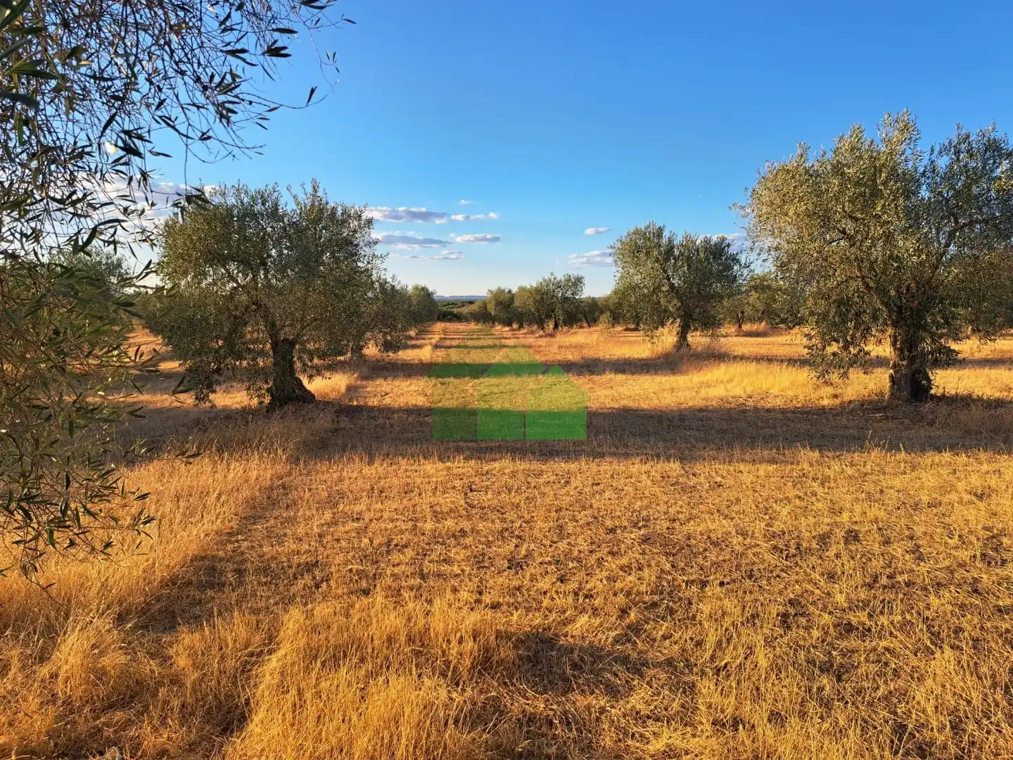 TIERRA DE SECANO PLANTADA DE OLIVOS, imatge 2