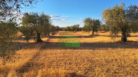 TIERRA DE SECANO PLANTADA DE OLIVOS, imatge 2
