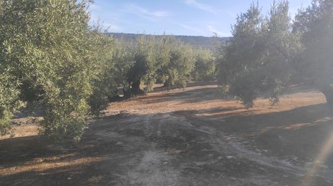 ESTUPENDA PARCELA DE OLIVAR MARTEÑO, immagine 2