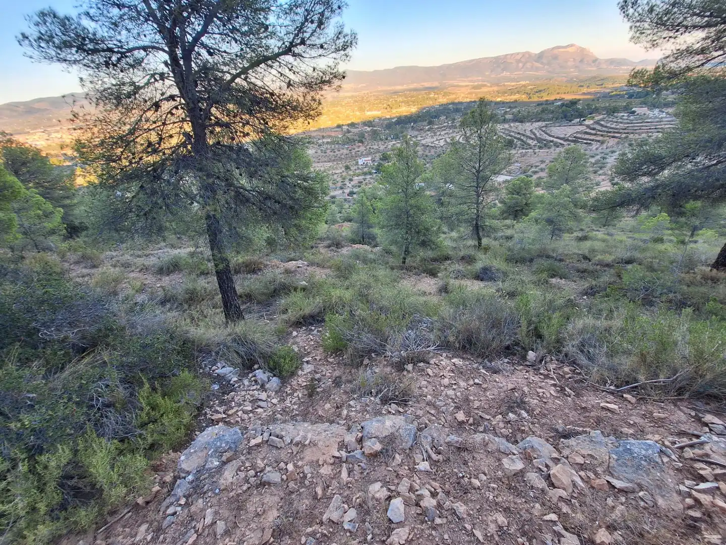 Rural land for sale in Castalla, imagen 7