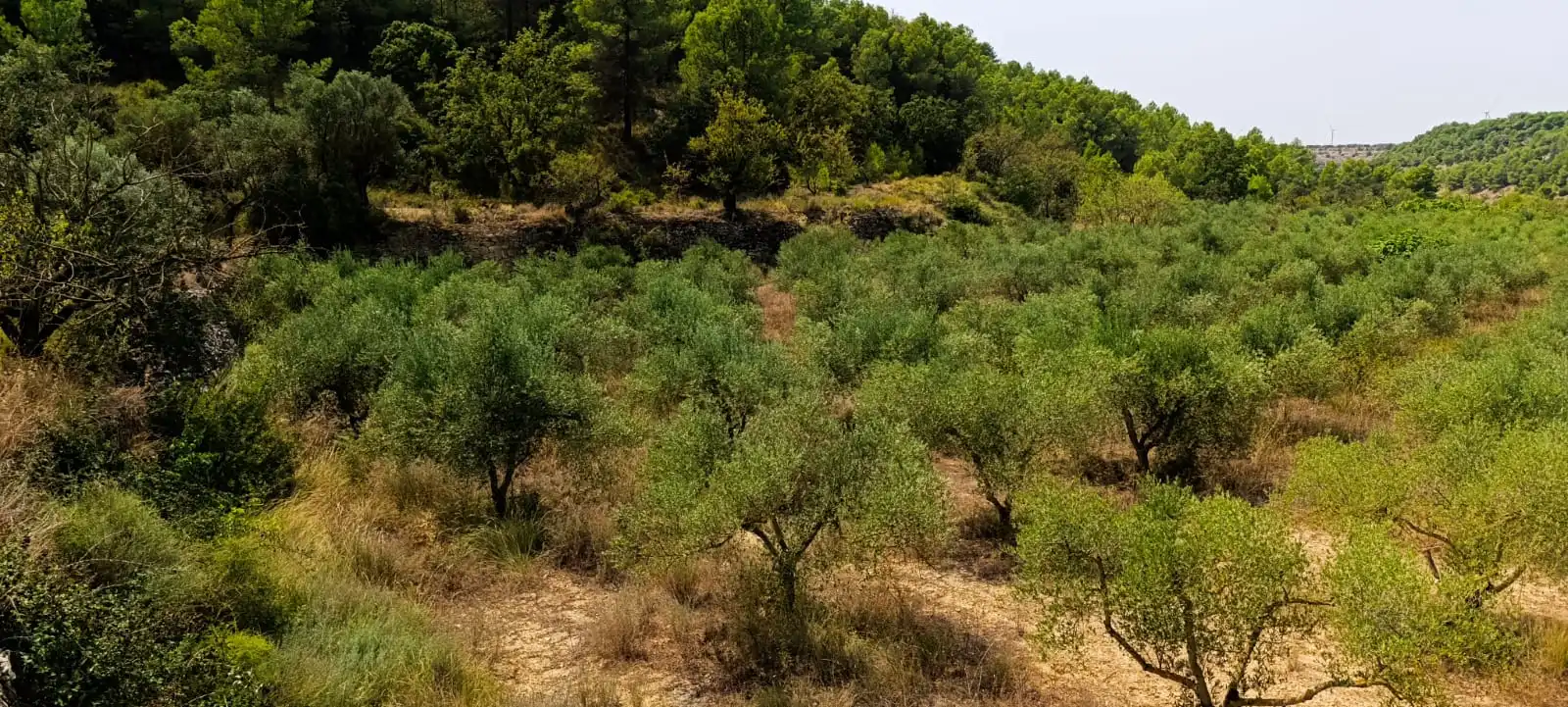 Residencial en venda en Vilalba dels Arcs