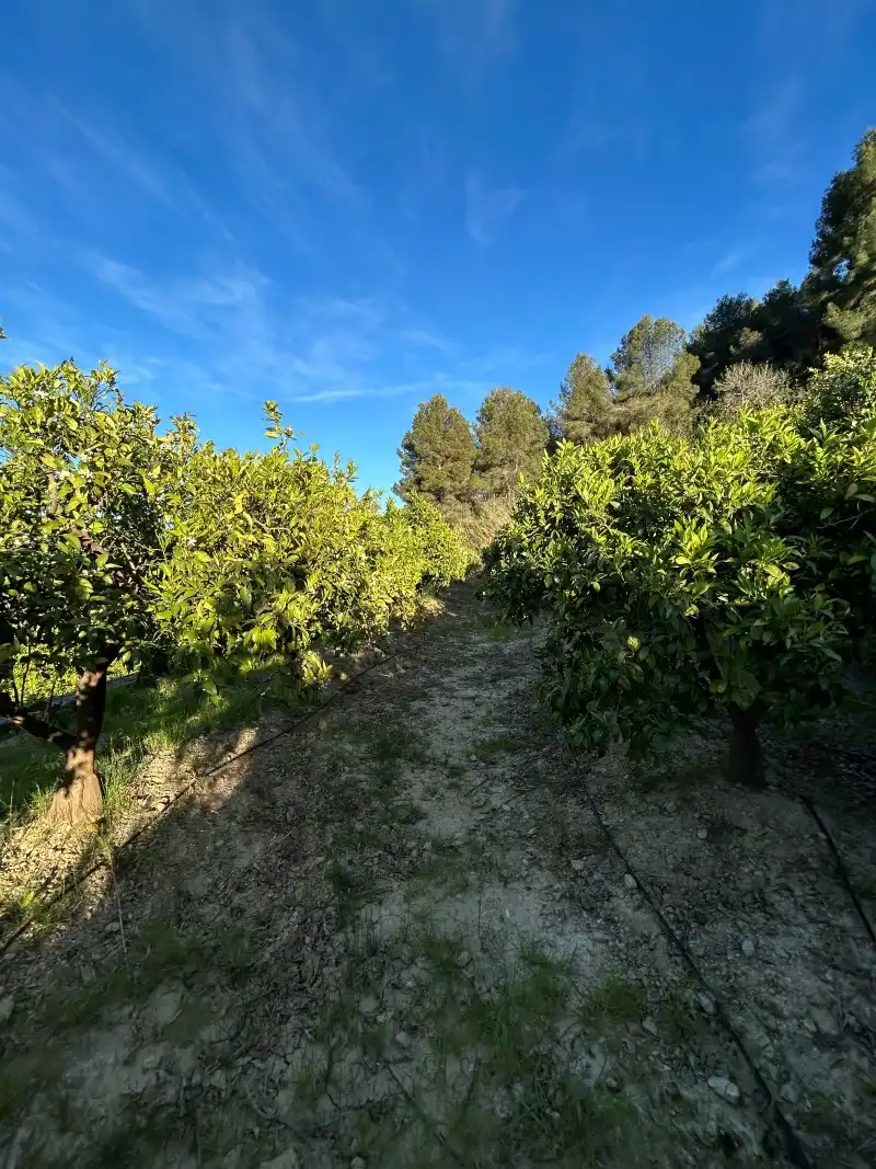 Finca rústica en venda en Oliva amb Moblat