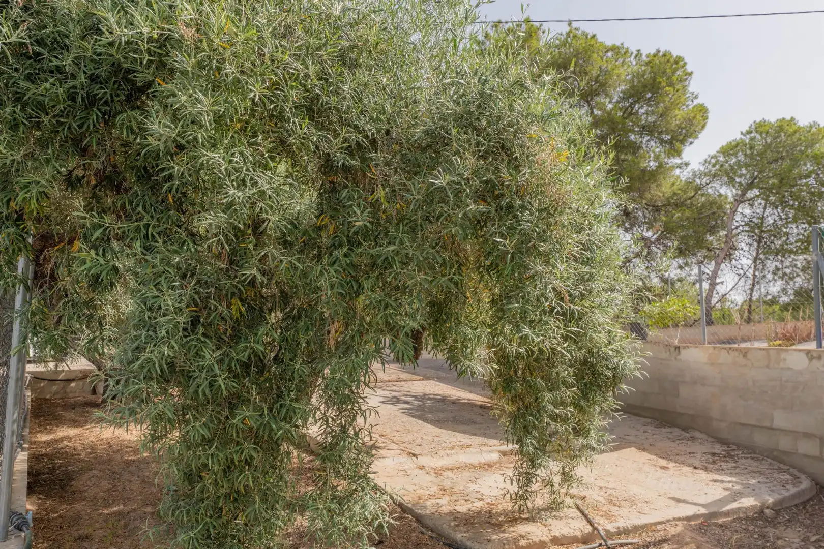 Jardín de Casa o chalet en venta en Elche / Elx con Aire acondicionado, Jardín privado y Piscina