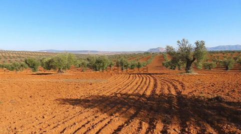 Espectacular Finca de 120 Ha en Tierra de Barros Máxima Rentabilidad Agrícola