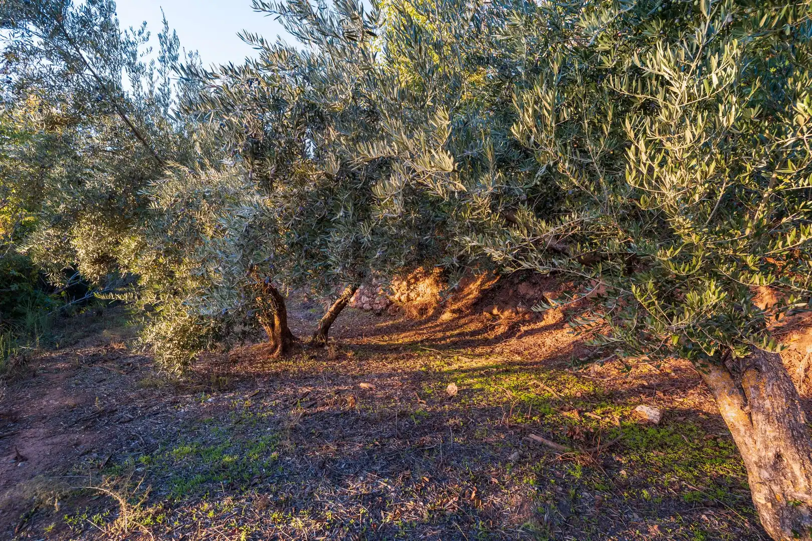 Casa o xalet en venda en Cogollos de la Vega