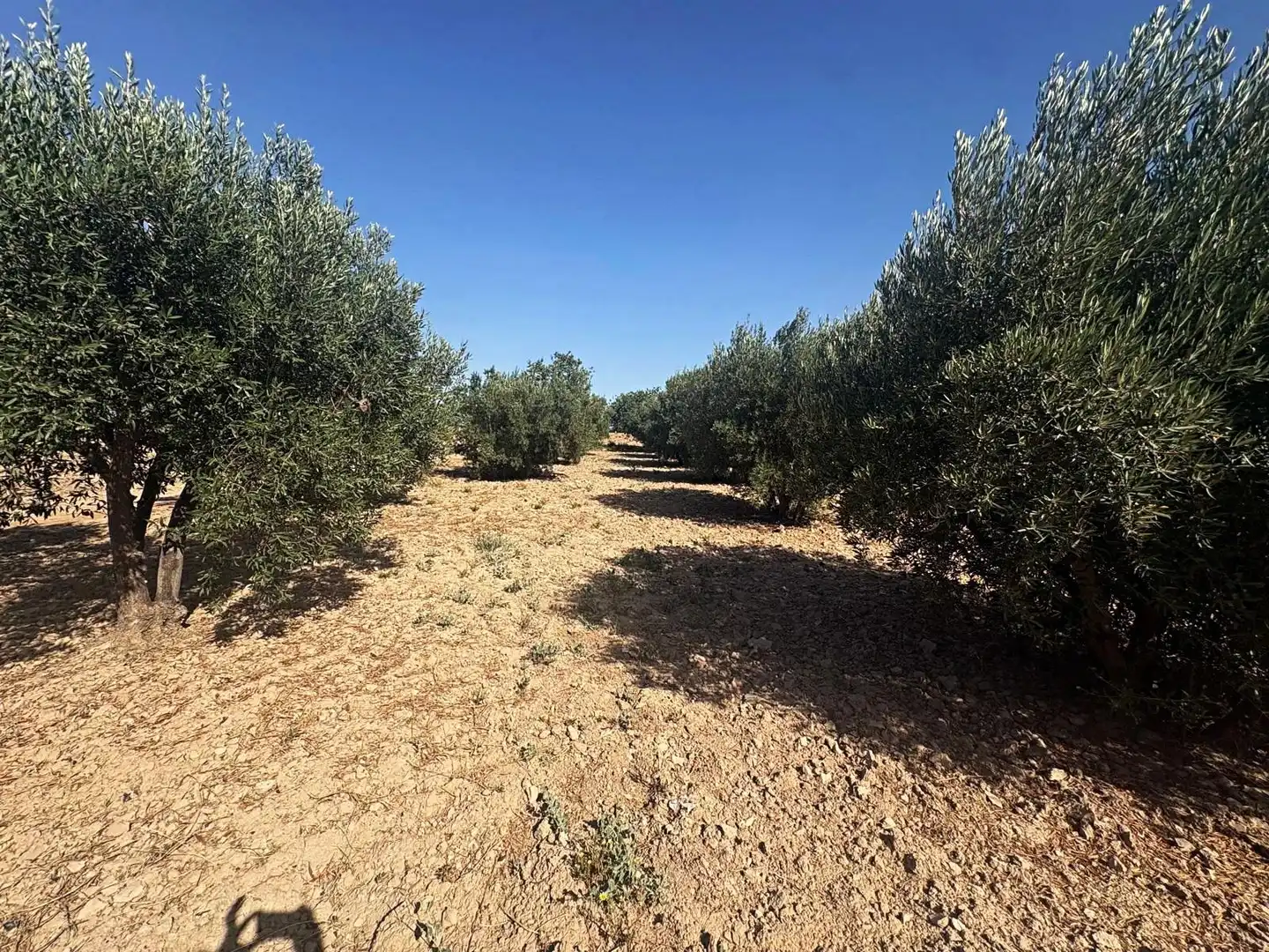 Terreno en venta en Totana