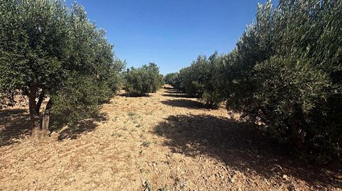 TERRENO en venta a 10 minutos de Totana, immagine 5