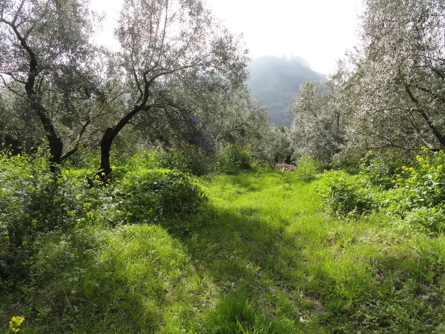 Garden of Land for sale in La Iruela