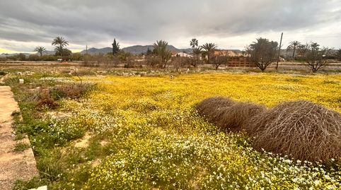 Photo 5 of Houses for sale in Partida de Matola, La Algoda - Matola - Llano de San José, Elche / Elx