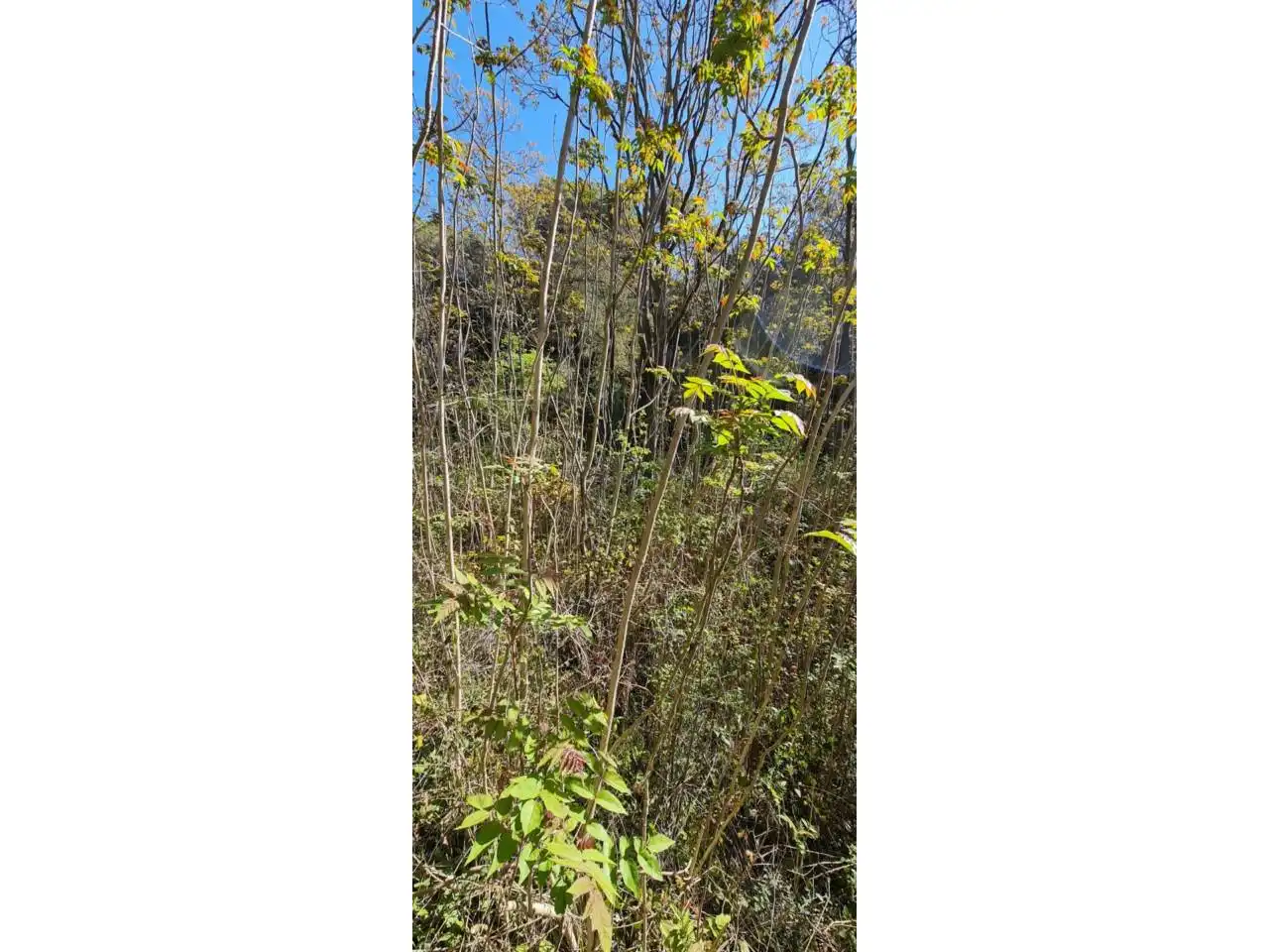 Rural land for sale in Lliçà d'Amunt, imagen 67