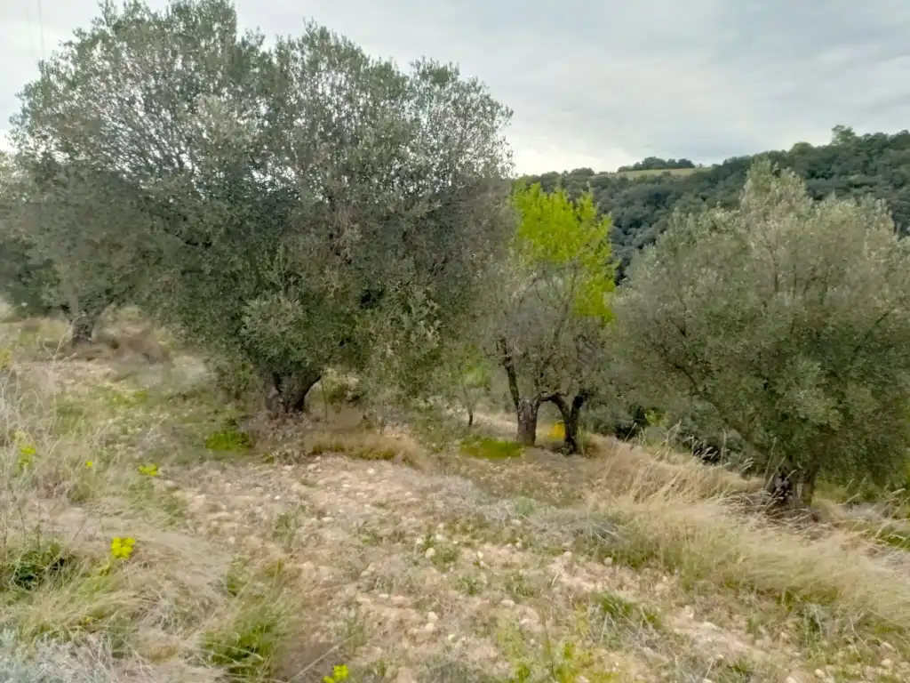 Residential land for sale in La Puebla de Castro