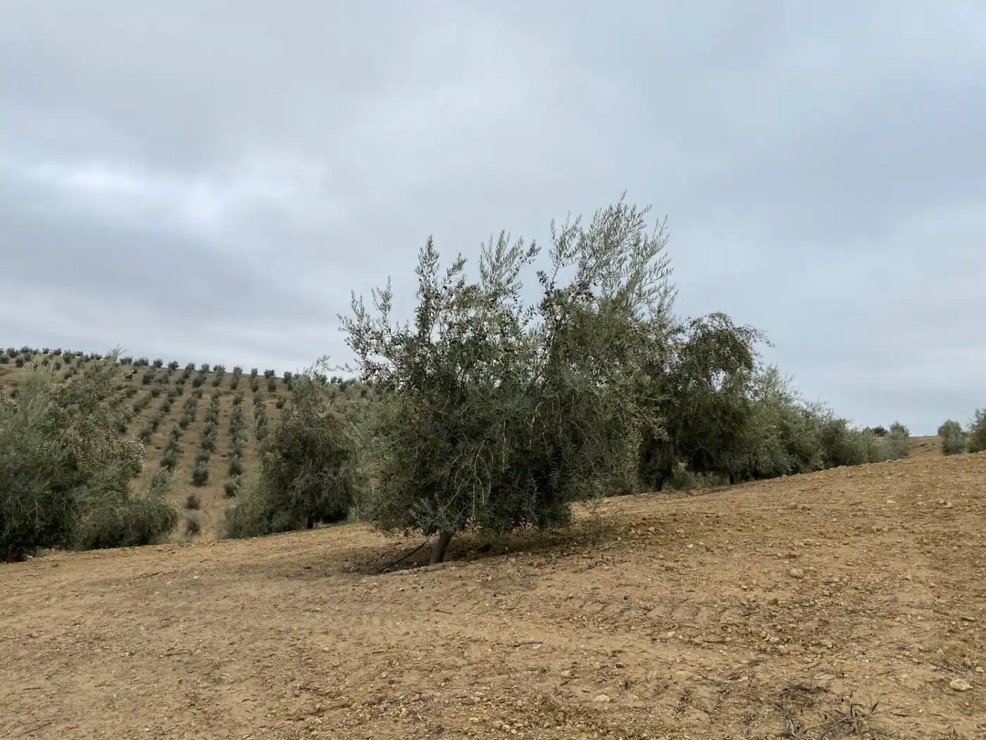 Casa rustica in vendita a Huétor Tájar, imagen 66