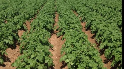 SE VENDE FINCA DE REGADIO, immagine 2