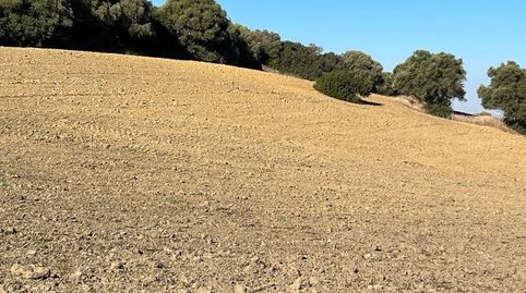 ESTUPENDA PARCELA RUSTICA EN VEJER DE LA FRONTERA, imatge 5