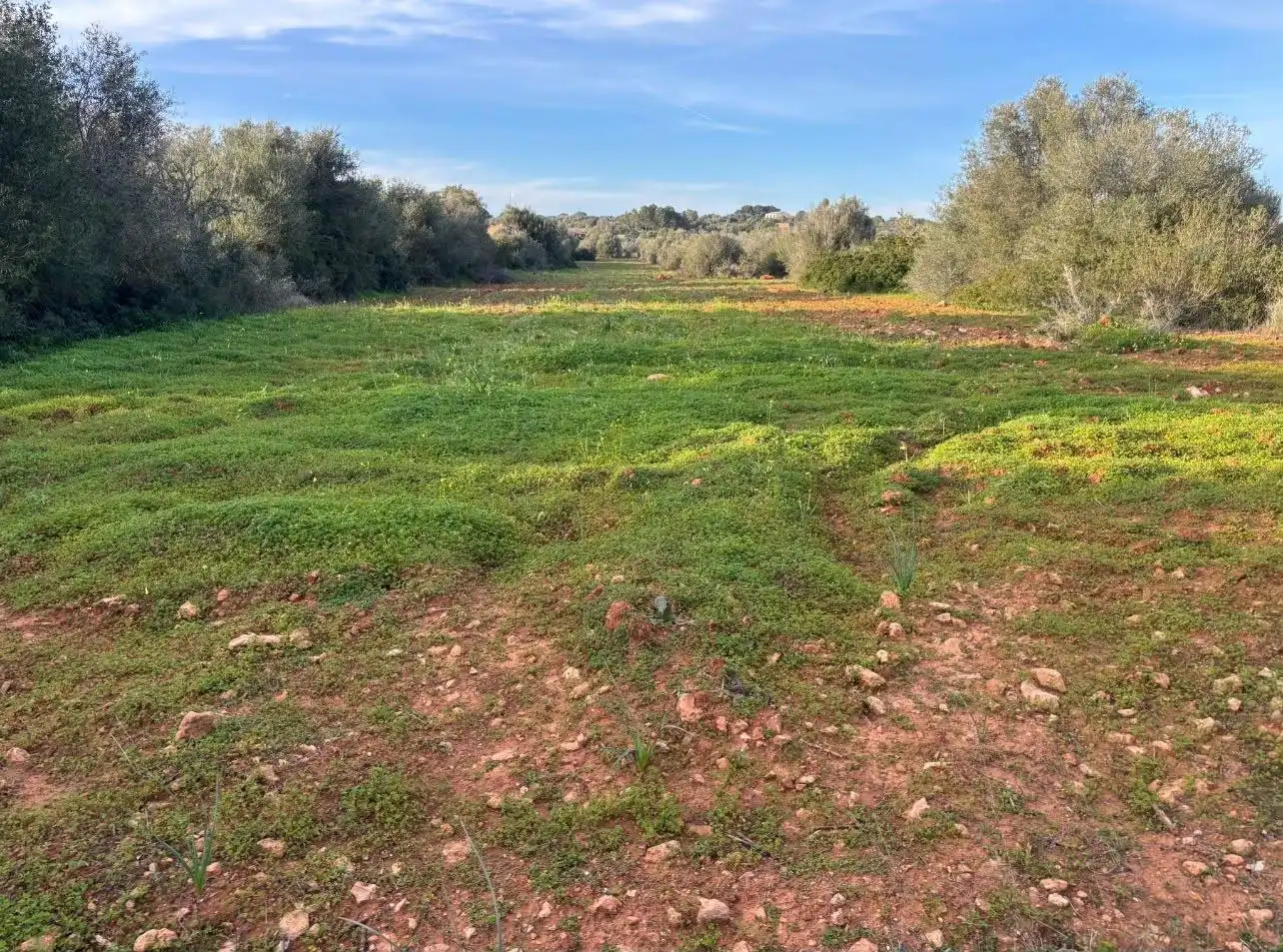 Terreny residencial en venda a Ses Salines Poble, imagen 5