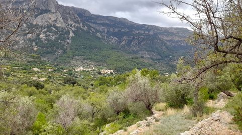 Olivar en Fornalutx, imagen 3