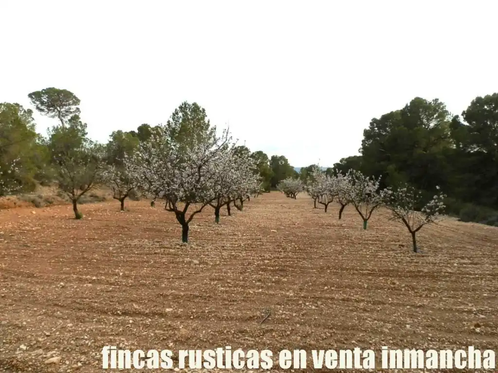 Terreni e lotti in vendita a Tobarra, imagen 17